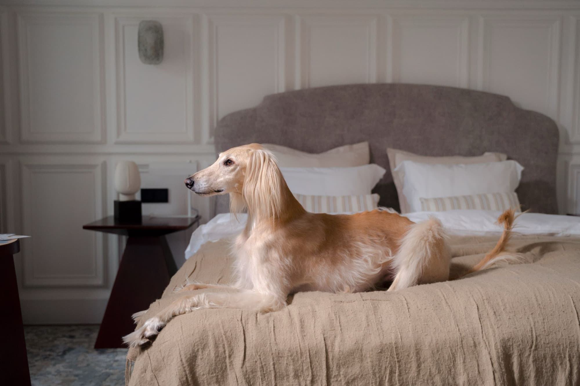 Nala, an elegant sighthound resting on linen bedding in a warm, softly lit suite.